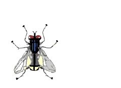 � 1997- 2003 Icky fly!! Created by kim at designplace.com